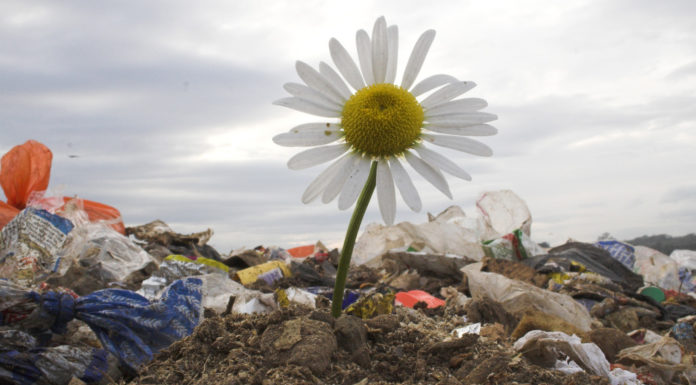 Scenariusze i zabawy z okazji Sprzątania Świata