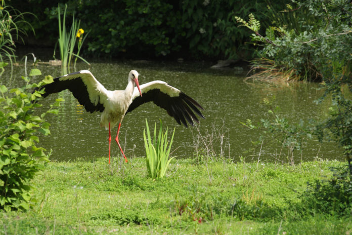 Depositphotos_2205156_original