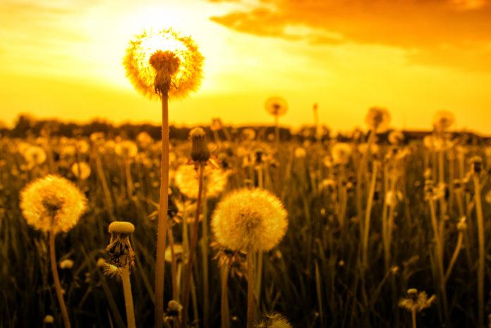 Dandelion at Sunset