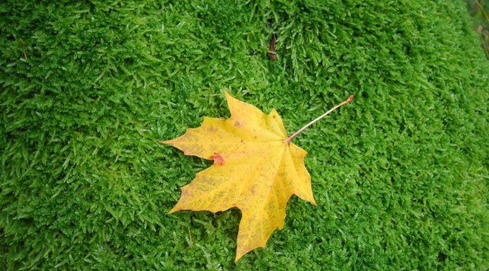 Małe dzieci przyjaciółmi Ziemi