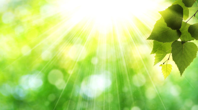 Poznajmy drzewa w szkolnym ogrodzie