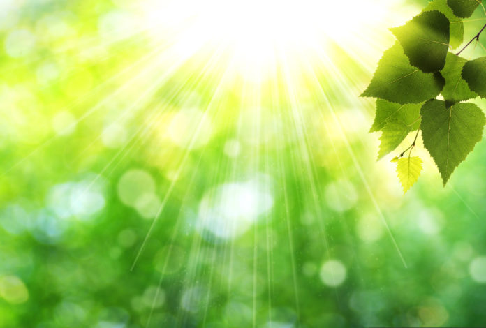 Beauty summer day into the forest, abstract wallpaper