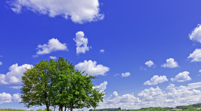 Święto Drzewa w Lubichowie