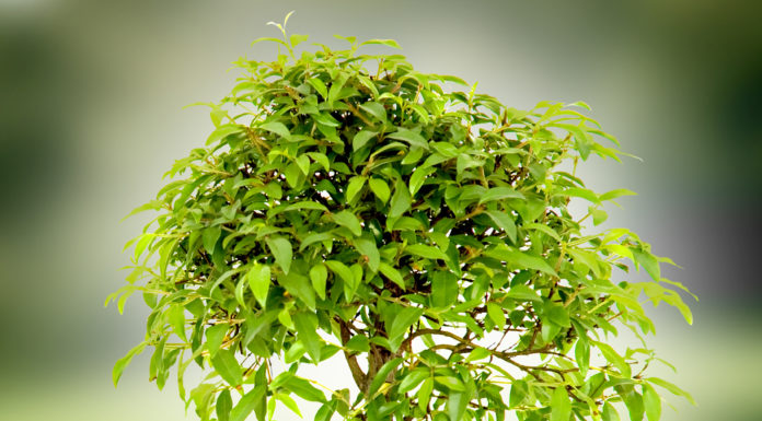 Wpływ zanieczyszczeń powietrza na stan drzew