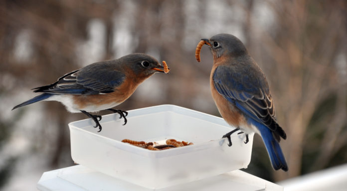 Pomóżmy ptakom przetrwać zimę