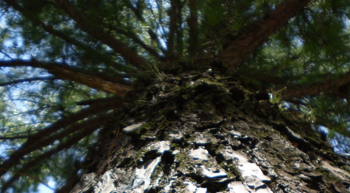 Opowiadanie – Przygoda Stasia