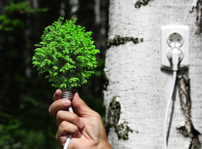tree growing from the base of the light bulb