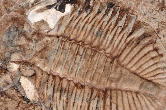 trilobite tobermory ontario canada 7416.JPG