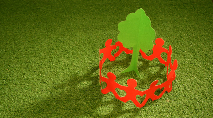 Drzewo – piękny komponenet przyrody