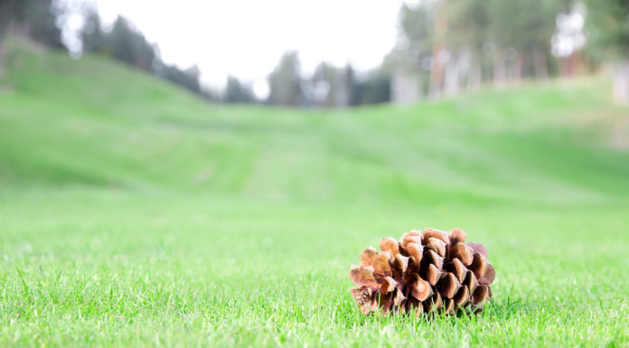 Leśny Bank Genów Kostrzyca