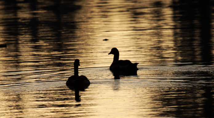 Życie nad brzegiem Wisły