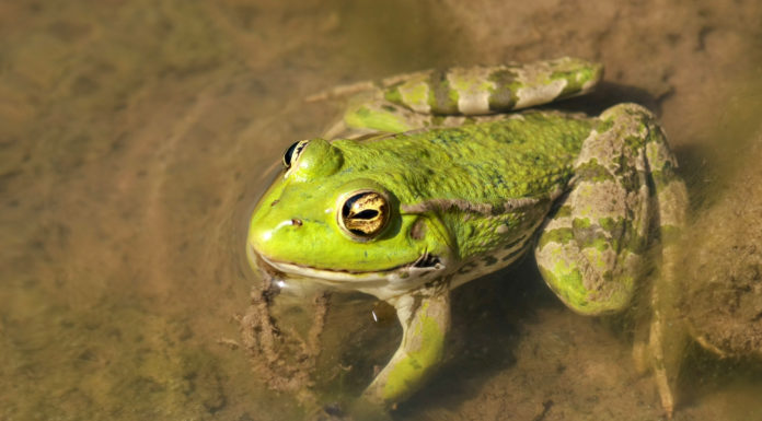 Zagrożenia różnorodności biologicznej