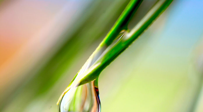 Wielkopolskie Dni Ochrony Środowiska