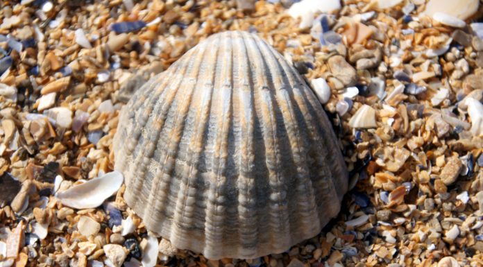 Poznaj, pokochaj, chroń Bałtyk