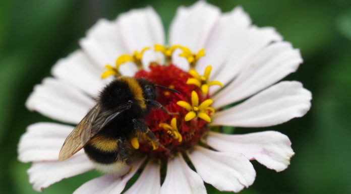 Podglądaj online życie i pracę pszczół