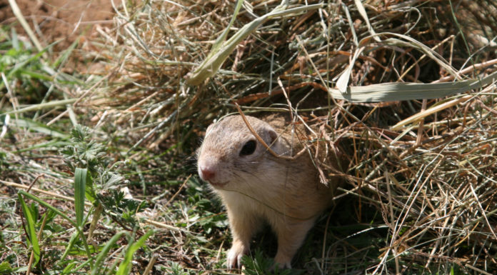 Śpi jak suseł, chroni jak „Salamandra”…