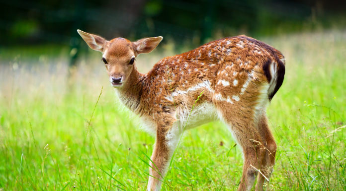Lasy ostrzegają: Nie wyręczaj natury!