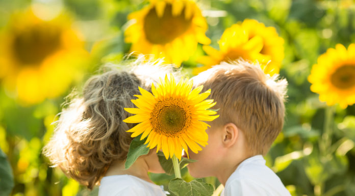 Powstanie Przewodnik Wiedzy Ekologicznej