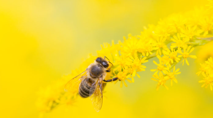 Pszczele atrakcje już w piątek