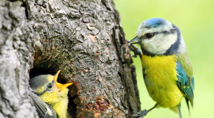 Uczniowie zastanowią się, jak to jest być ptakiem?