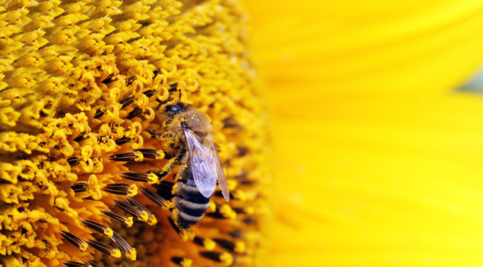 Pszczołowate są wśród nas