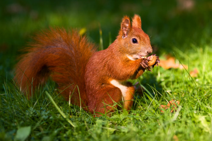 Red squirrel on the grass