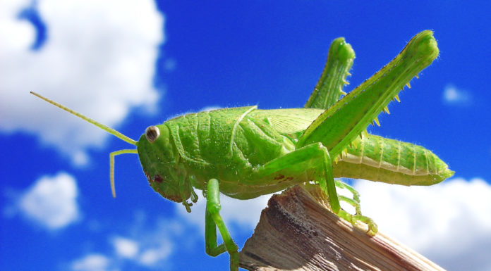 Poznajcie pasikonika zielonego, konika polnego i żuka wiosennego!