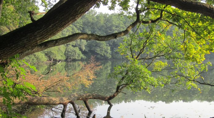 Jesienne wycieczki po obszarach chronionych: Wielkopolski Park Narodowy