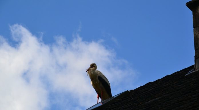 Bagienna Dolina Narwi: gdzie bocian klekocze „dzień dobry”!