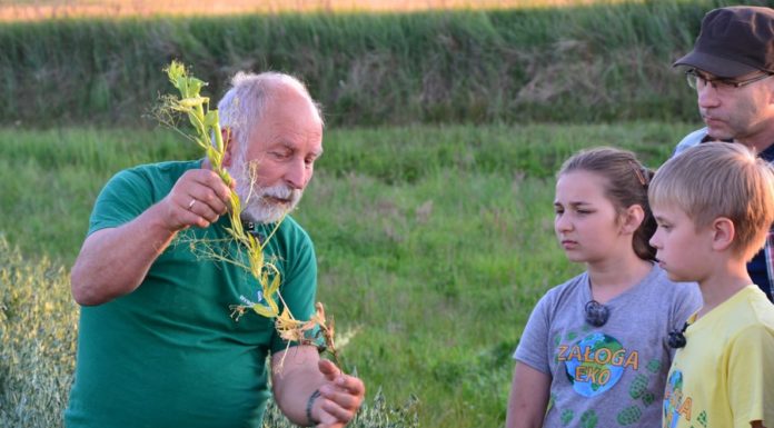 Bagienna Dolina Drwęcy, Ostoja Brodnicka: wśród ptactwa wodno-błotnego