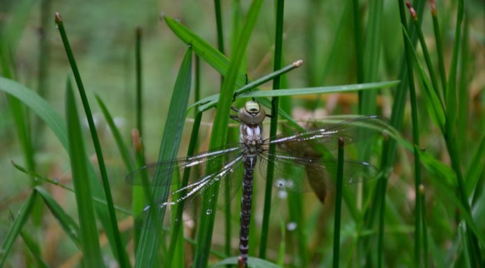 Ostoja Gorczańska: witamy w królestwie karpackich drapieżników!