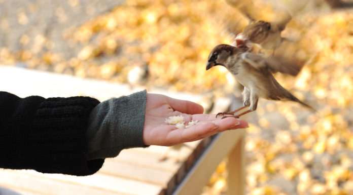 Jesienne dokarmianie ptaków