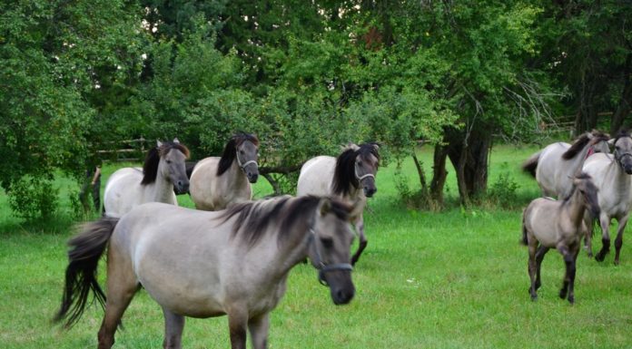 Roztocze: zaciszna kraina