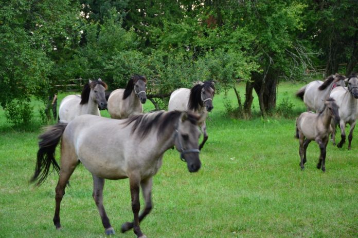 Izba Leśna we Floriance Roztoczańskiego Parku Narodowego (6)