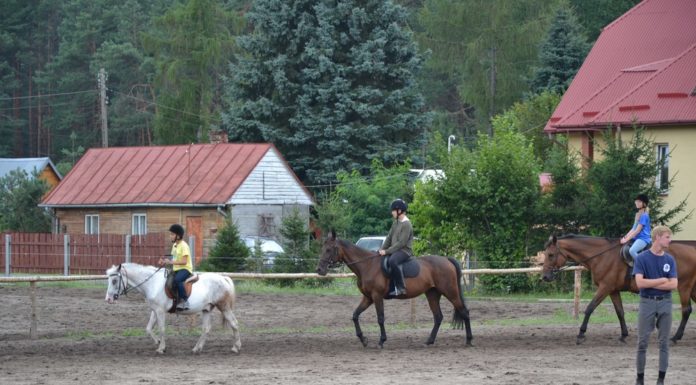 Lasy Janowskie: kraina brykających koników biłgorajskich