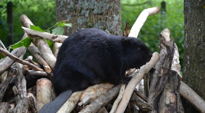 Puszcza Napiwodzko-Ramucka: oko w oko z trzmielojadem