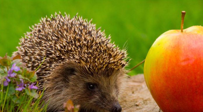 Jeż swój zwierz – zaproszenie na warsztaty edukacyjne dla szkół!