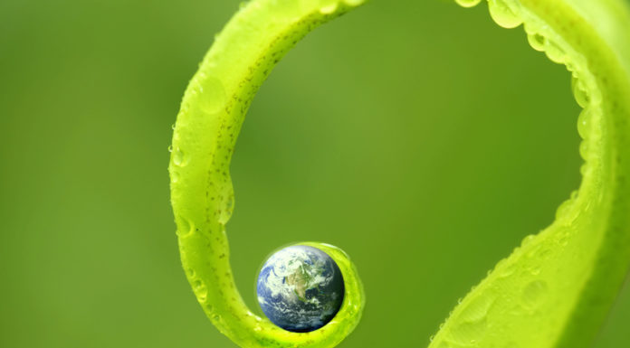 Kotki ? małymi ekologami