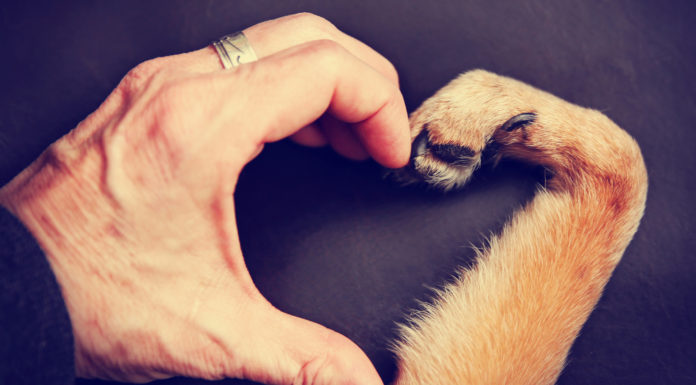 „Do serca przytul psa”