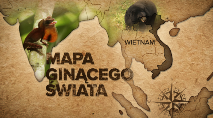 Mateusz Damięcki na tropie ginących gatunków