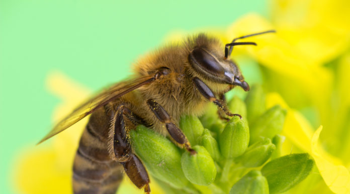 Festiwal Pszczeli w Lesznie