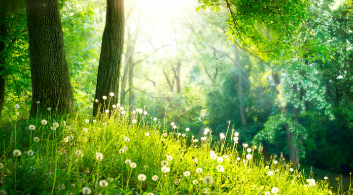 ?Bajarze z Leśnej Polany”