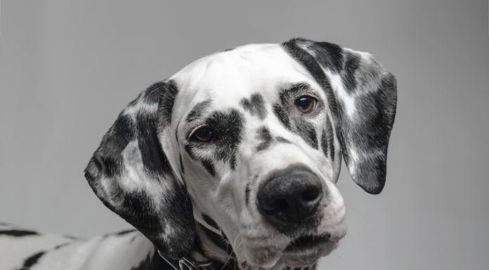 Czy potrzebne są wystawy psów?