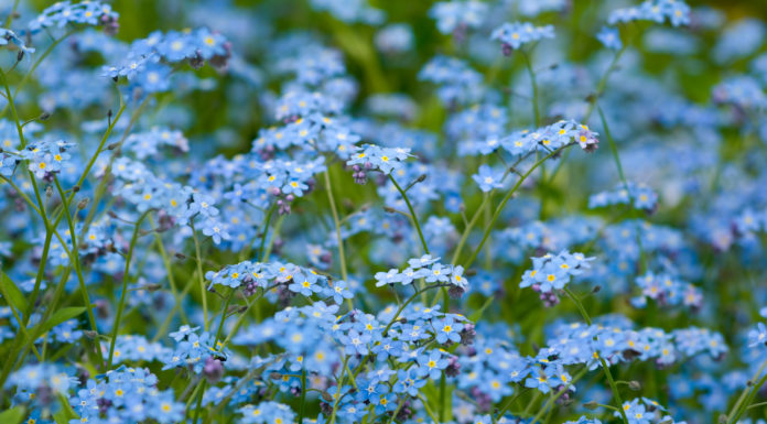 Niezapominajki z polskiej bajki