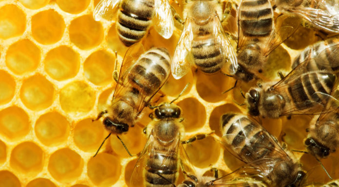 Pomogli pszczołom i zdobyli nagrody!